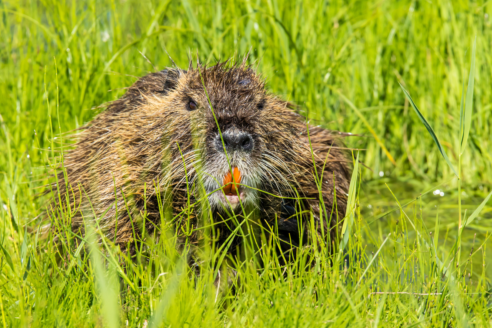 Nutria