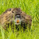 Nutria