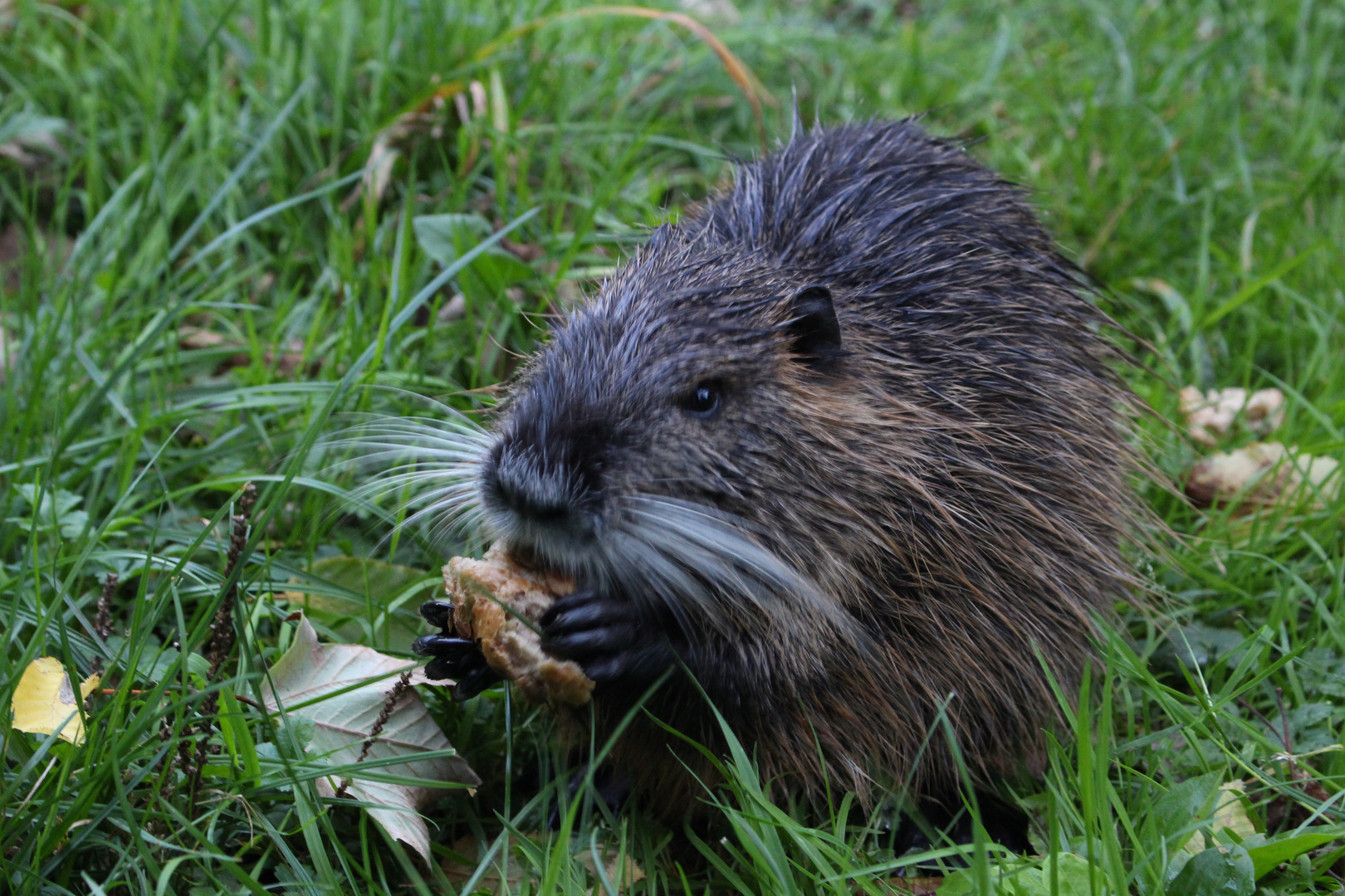 Nutria