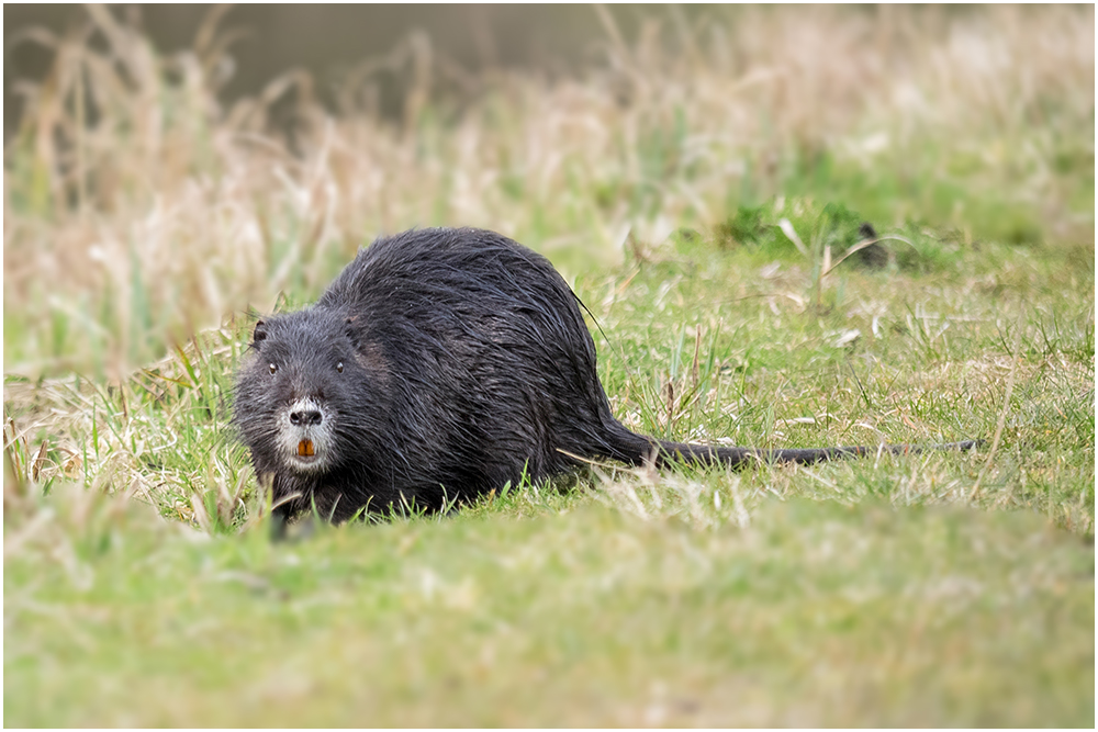 Nutria Foto & Bild | tiere, wildlife, säugetiere Bilder auf fotocommunity