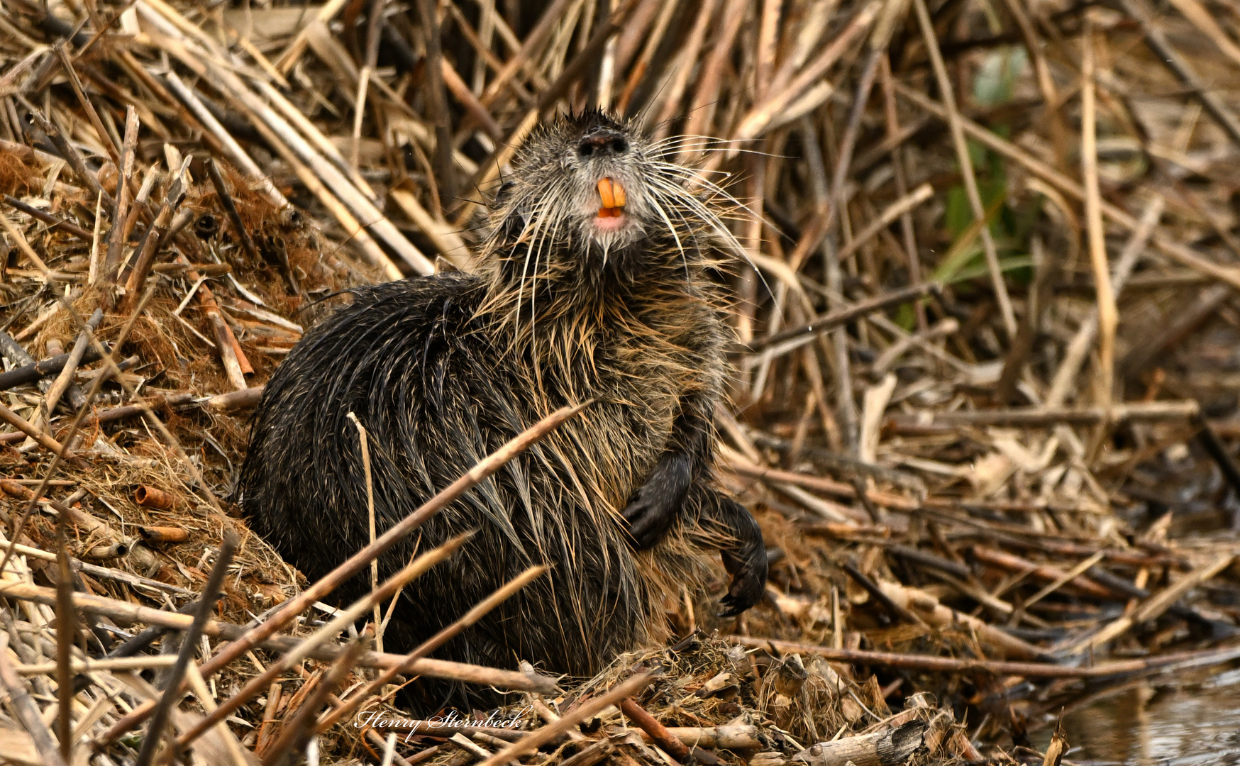 Nutria 