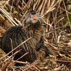 Nutria 