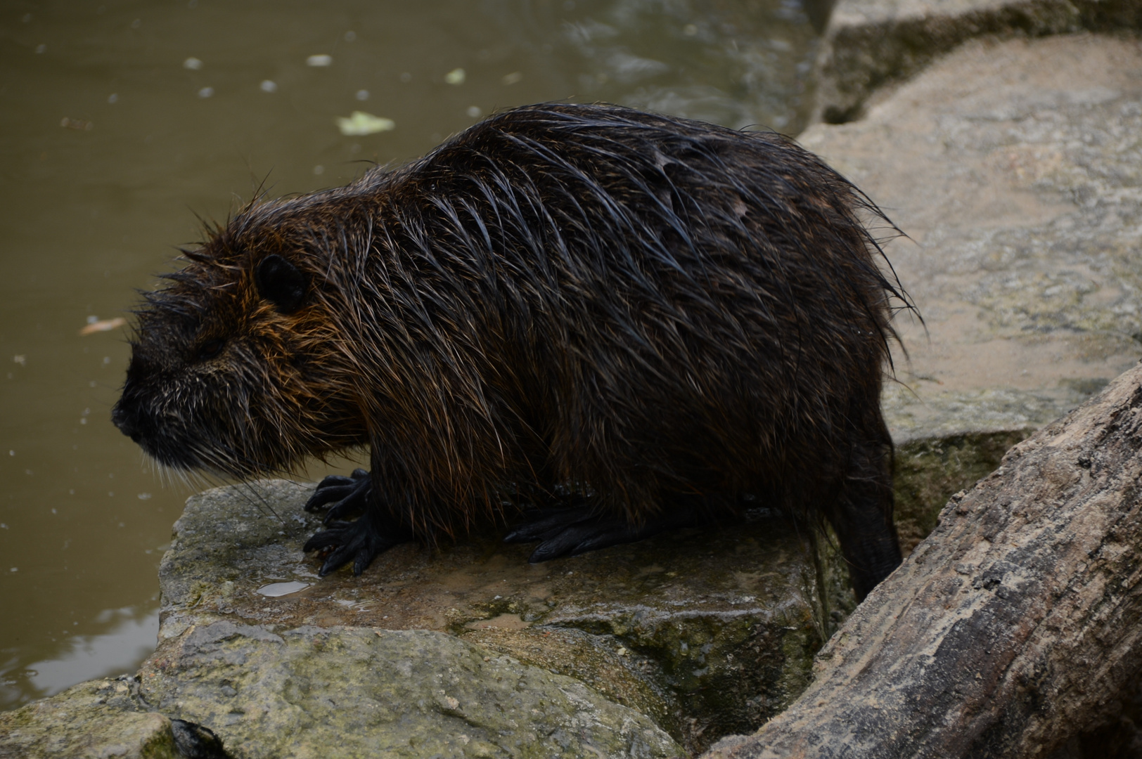 Nutria