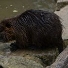 Nutria