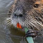 Nutria 