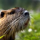 Nutria