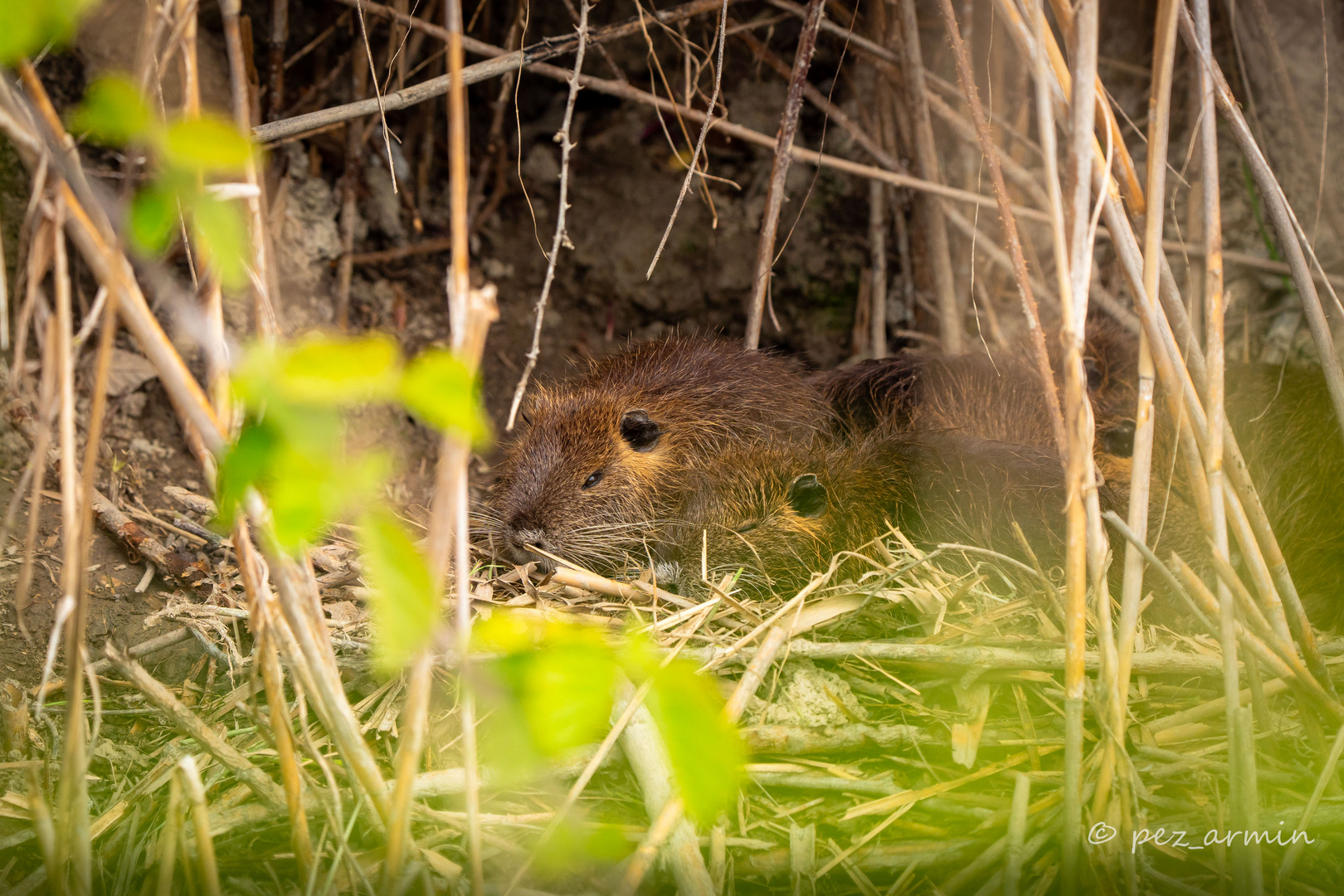 Nutria