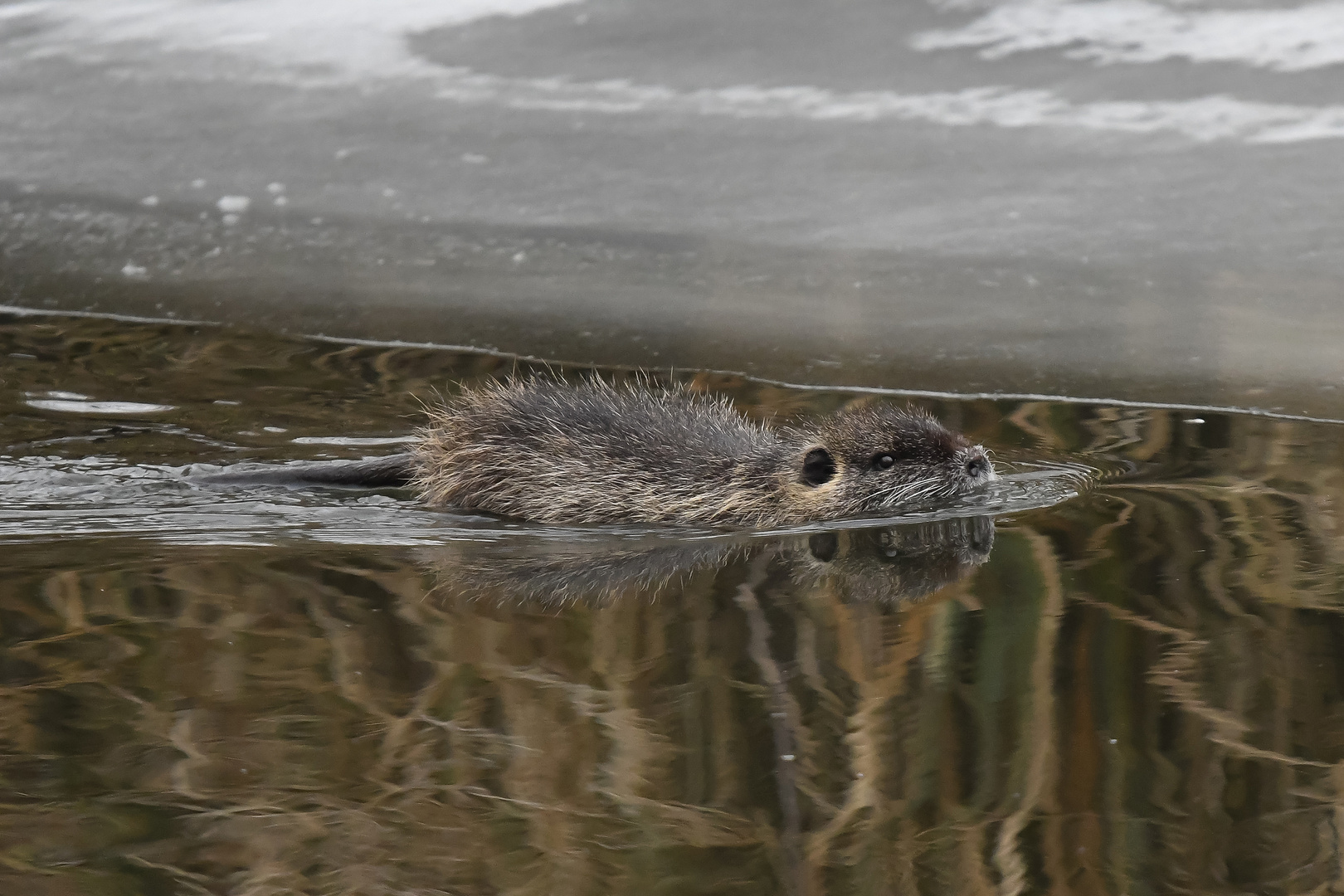 Nutria, ahoi !