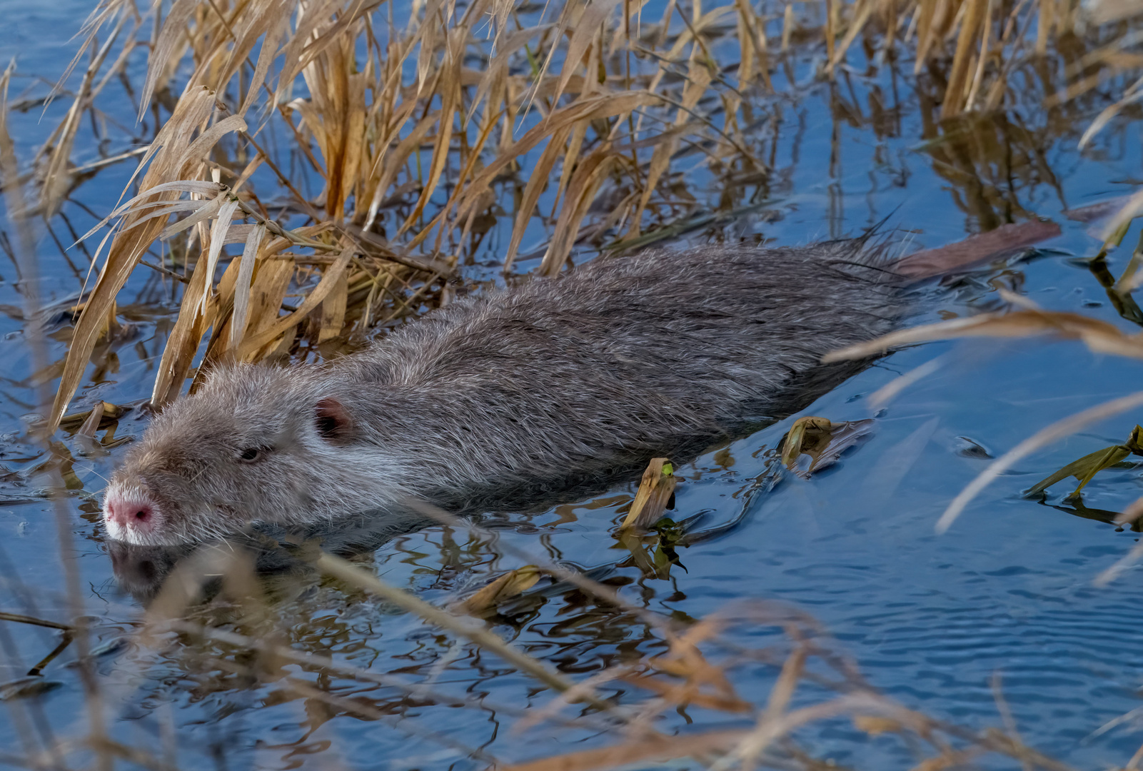 Nutria Albino