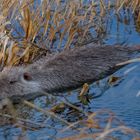 Nutria Albino