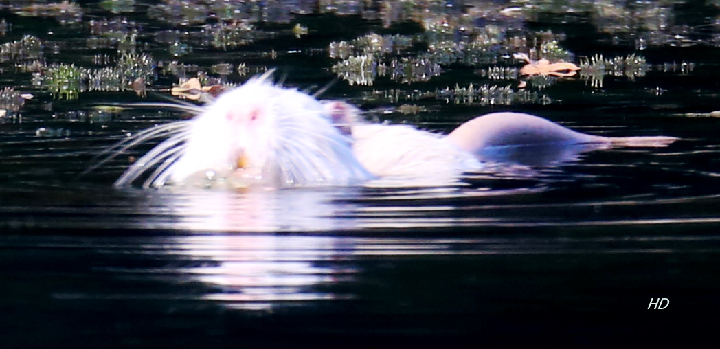 "Nutria Albino"