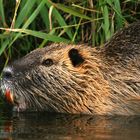 Nutria am Abend