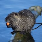 Nutria am Abstkücher Teich (Heiligenhaus)