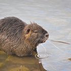 Nutria am Alzeyer Weiher