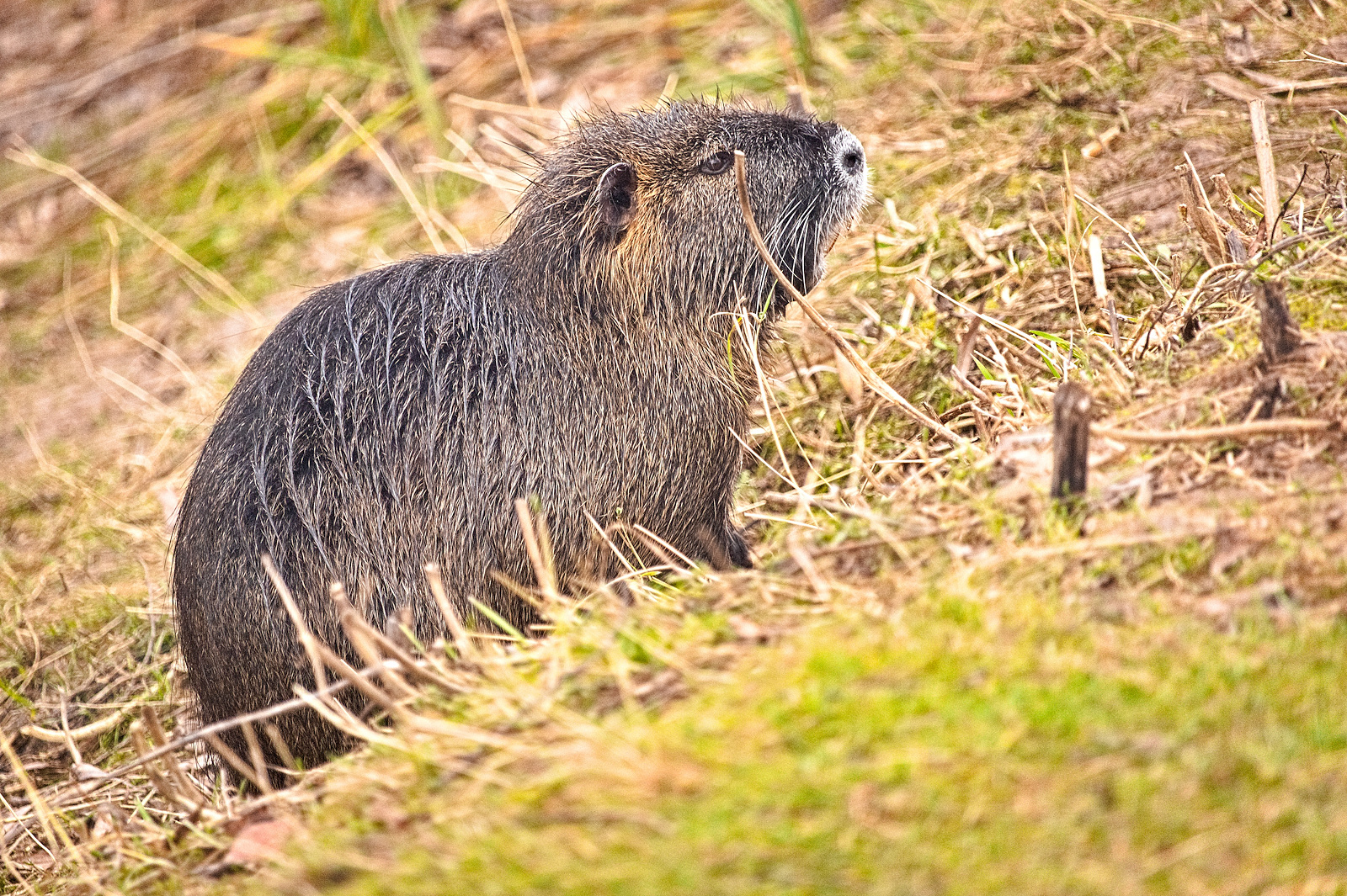 Nutria am Alzeyer Weiher