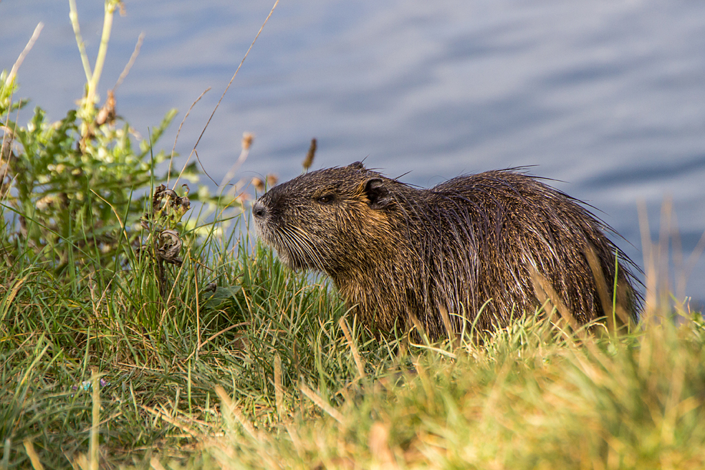 Nutria am Alzeyer Weiher