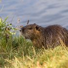 Nutria am Alzeyer Weiher