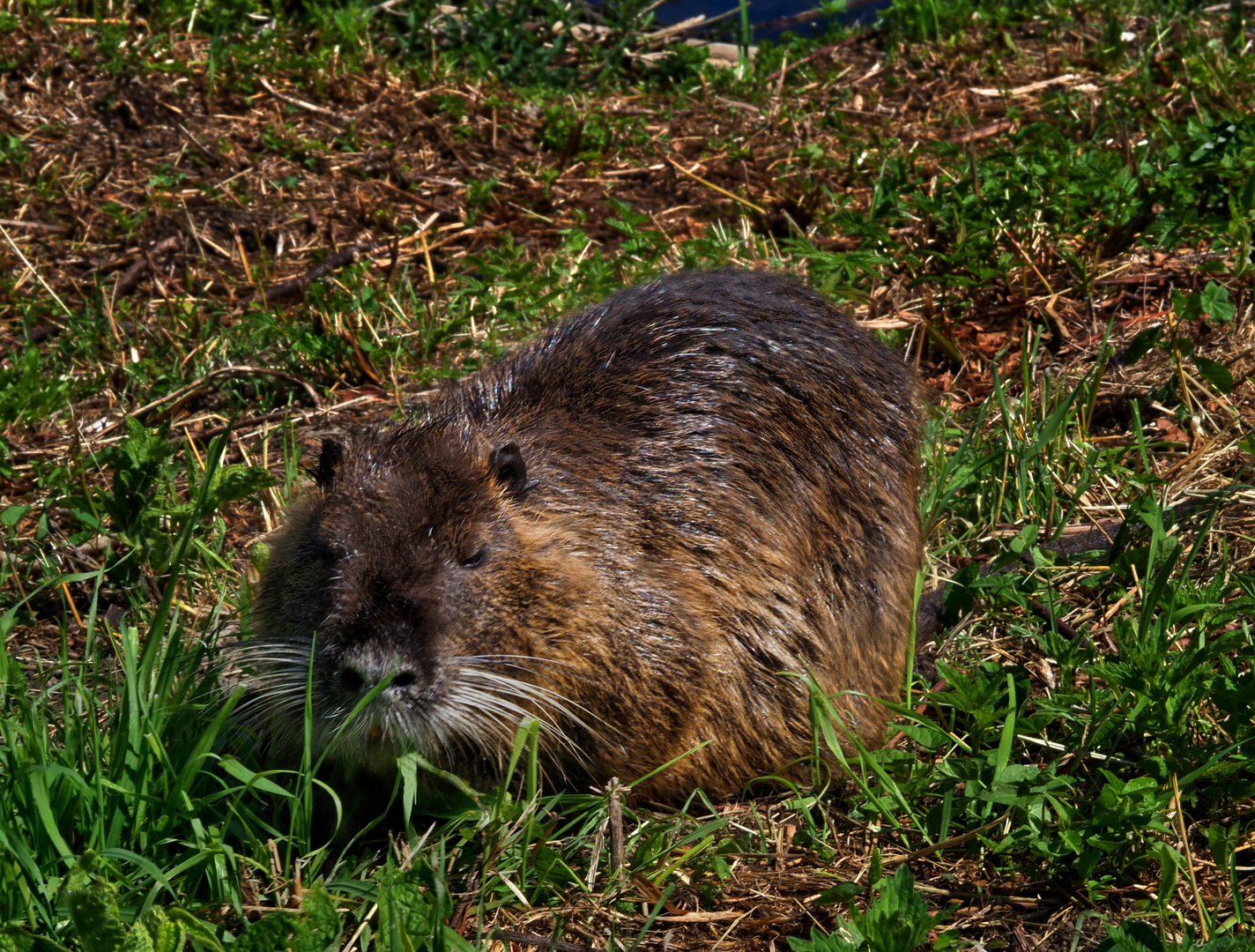 Nutria am Baldeneysee