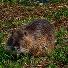 Nutria am Baldeneysee