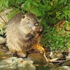 Nutria am Flussufer