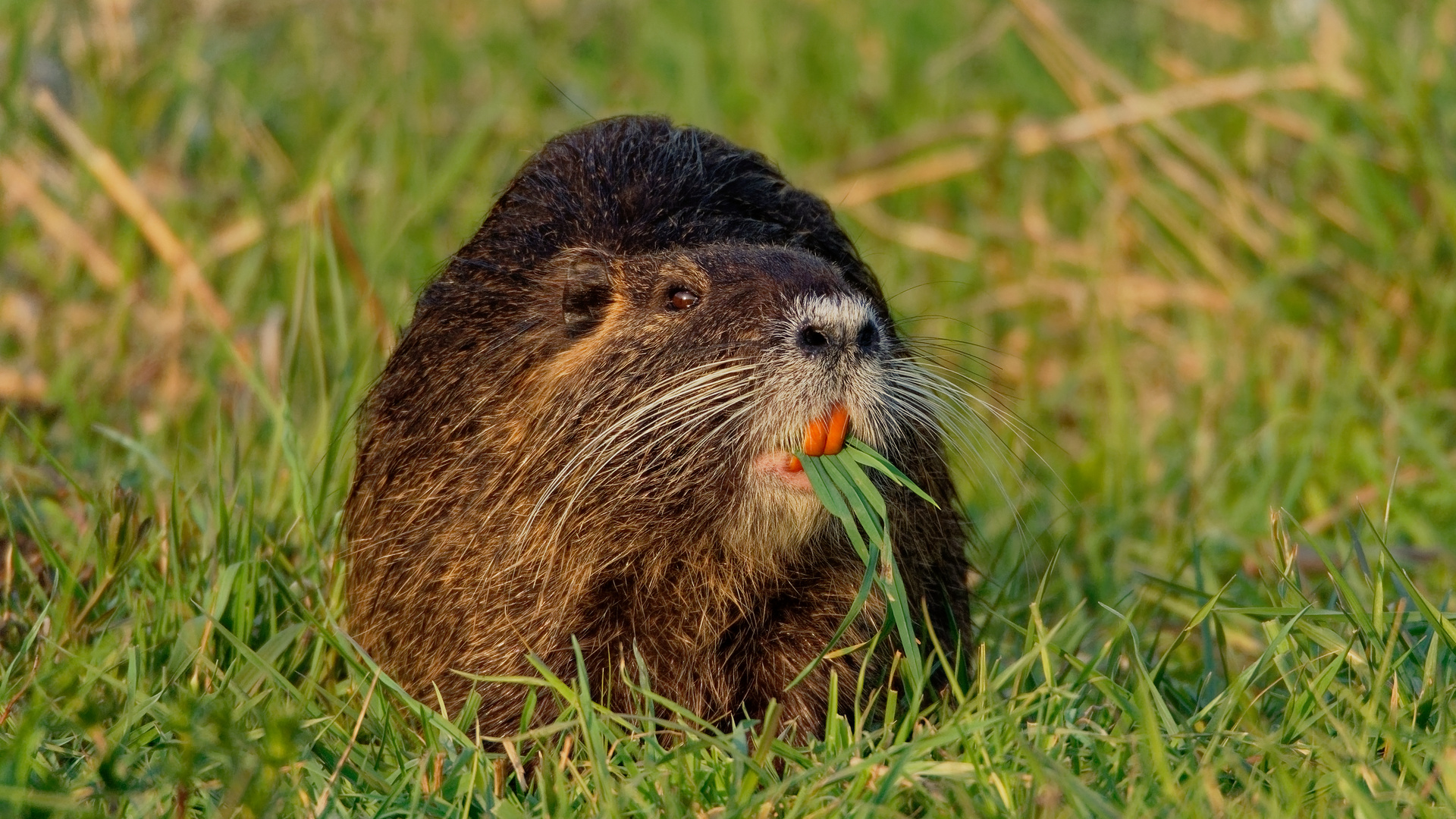 Nutria am knabbern