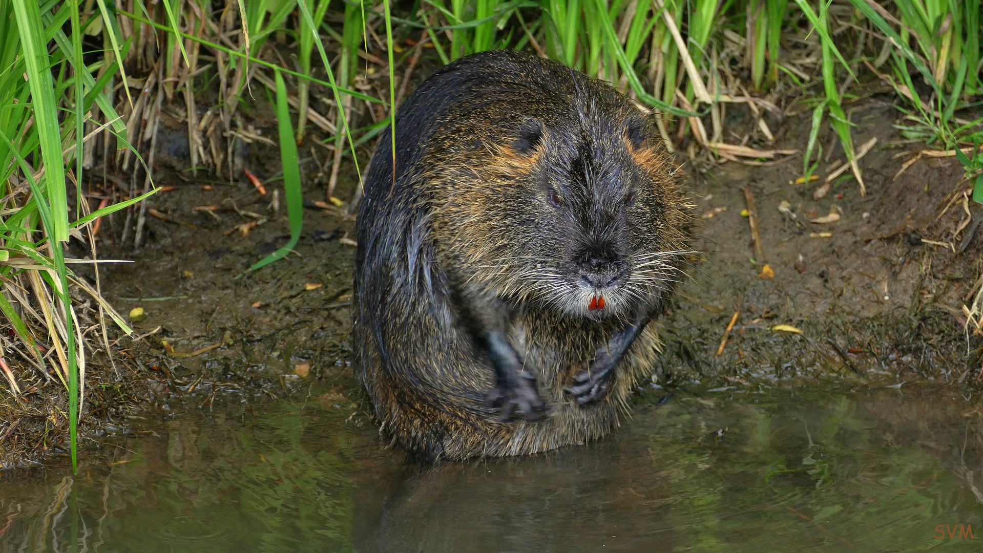 Nutria am "Löbauer Wasser"