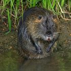 Nutria am "Löbauer Wasser"