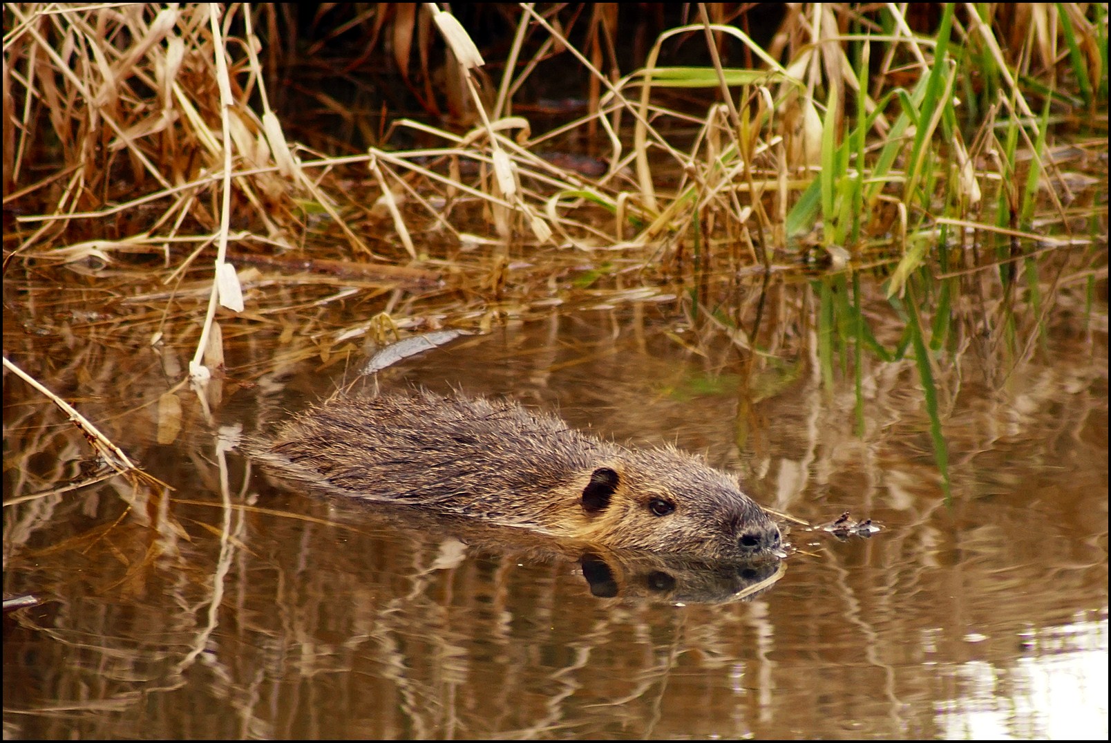 Nutria am Löbauer Wasser