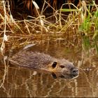 Nutria am Löbauer Wasser