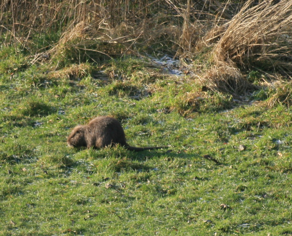 Nutria am Morgen, vertreibt Kummer und Sorgen.