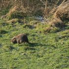 Nutria am Morgen, vertreibt Kummer und Sorgen.