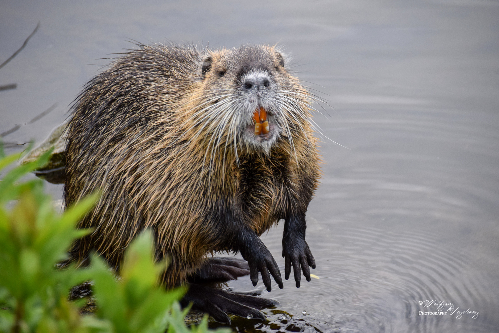 Nutria am Saaleufer