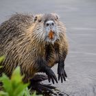 Nutria am Saaleufer