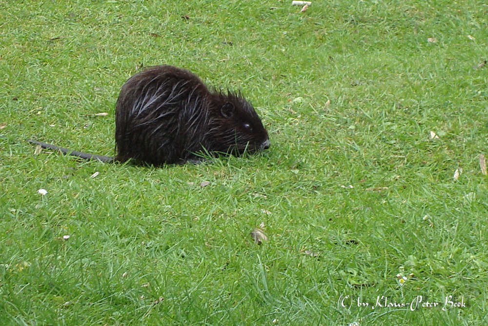 Nutria am Schlossteich von Paffendorf