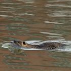 Nutria am Spiegeltag