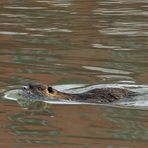 Nutria am Spiegeltag