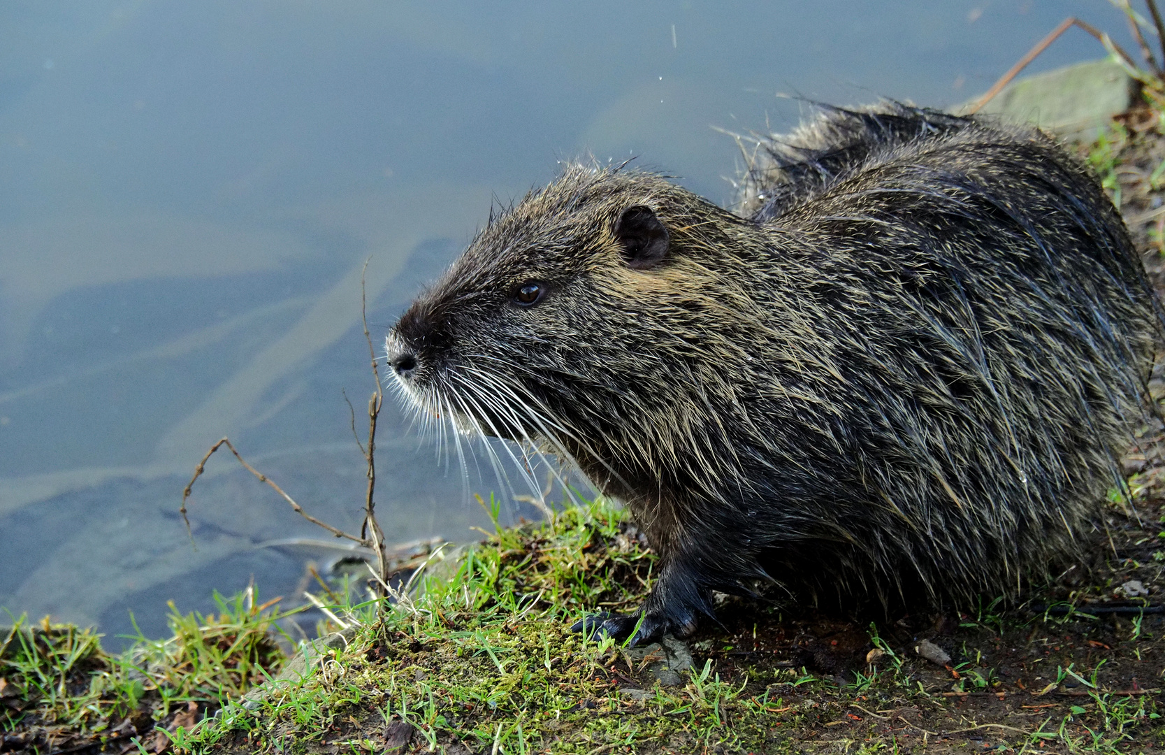 Nutria am Ufer