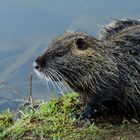 Nutria am Ufer