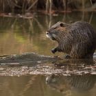 Nutria am Ufer der Nahe