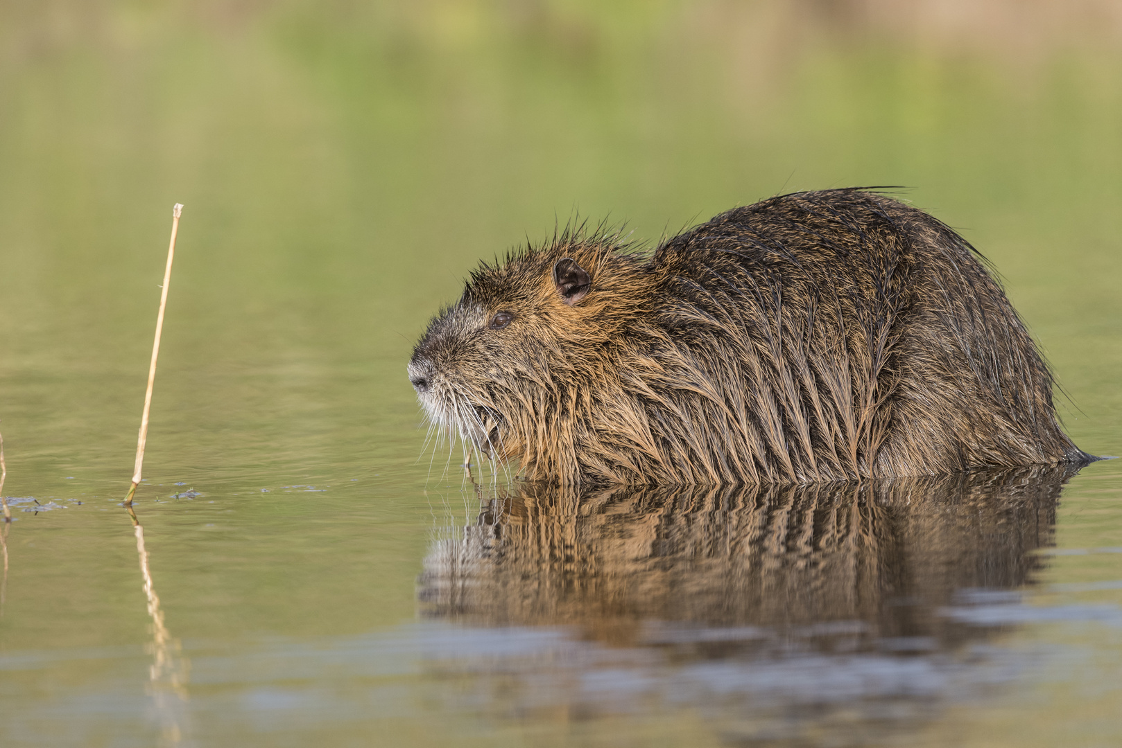 Nutria an der Helme