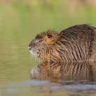 Nutria an der Helme