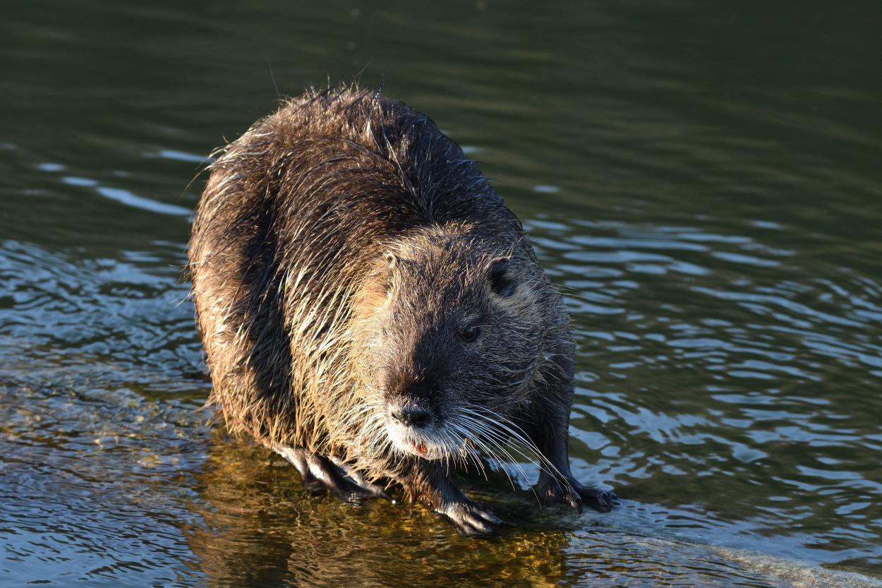 Nutria an der Jagst