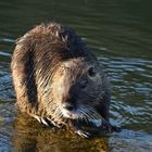 Nutria an der Jagst