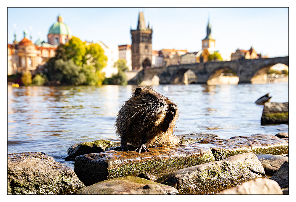 Nutria an der Karlsbrücke