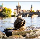 Nutria an der Karlsbrücke