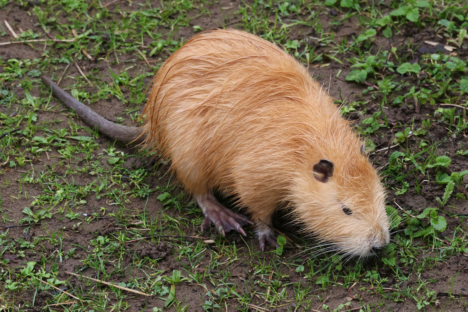 Nutria an der Lenne (2024_02_26_0486_ji)