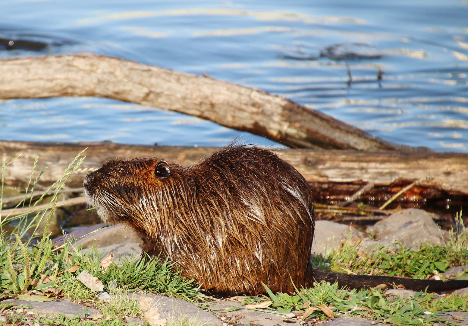 Nutria an der Moldau