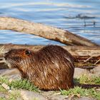 Nutria an der Moldau