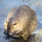 Nutria an der Nidda