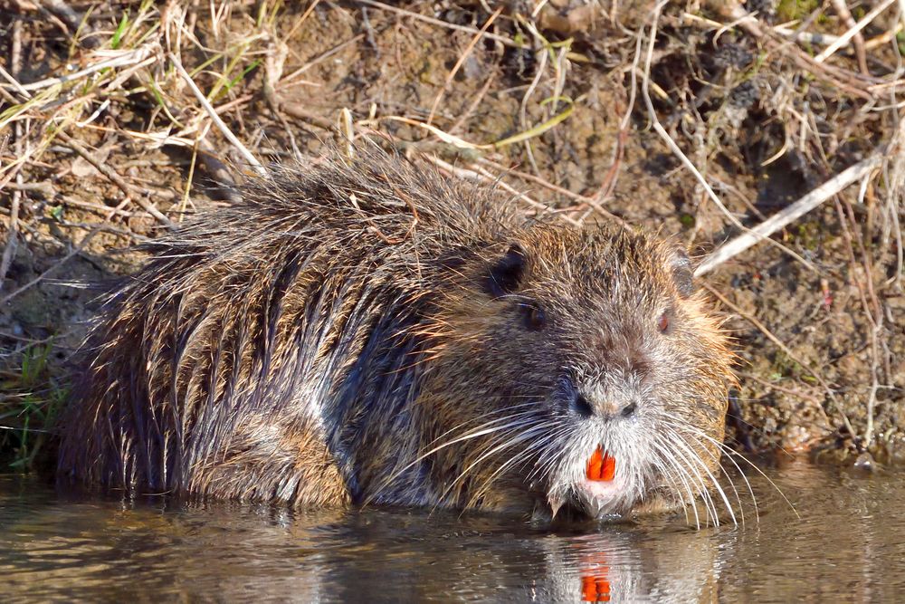 Nutria an der Nied